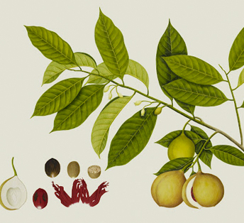 A nutmeg leaves and flowers